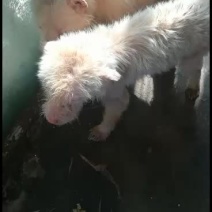 期待牛年的下司宝宝，接受预订