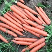 【大量供应】三红胡萝卜三一六品牌常年有货专业代办