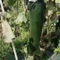 1元的吊冬瓜长这个样