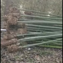 江苏阜宁大量竹苗出售