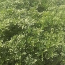茼蒿菜，精品茼蒿菜，品质好。讲价的请别骚扰。