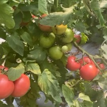 粉红西红柿番茄西红柿🍅