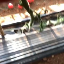 四川攀枝花米易大番茄面番茄