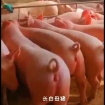 仔猪批发，母猪批发，种公猪批发