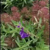 黄芩鲜黄芩切片，统，干货，苗子