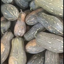 广州南瓜大量上市，质量保证，一手货源，欢迎采购