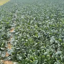精品菠菜20公分－25公分大量供应全国商超批发市场
