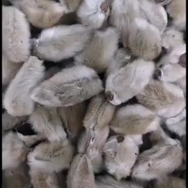 辛夷花无硫花草茶辛夷花毛桃望春木笔玉兰香料