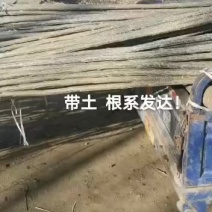 107杨树苗带土根系发达成活率高！！！