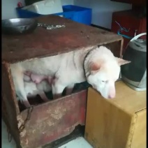 专业下司犬养殖，给各位老铁拜年了！