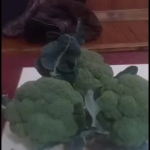 我们经营西兰花大量共应