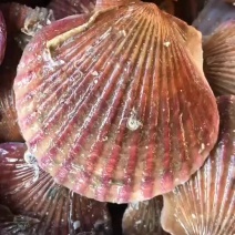 鲜活港湾贝，小红贝，小扇贝，欢迎选购，自助餐精品