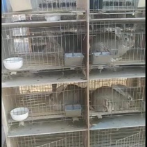 伊拉兔比利时兔养殖出售新西兰兔花巨兔公羊兔幼兔兔种