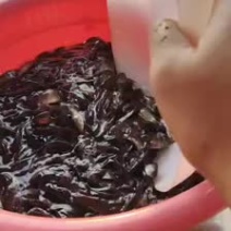草鱼苗大量批发，欢迎选购