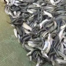 草鱼苗，欢迎选购，货源充足