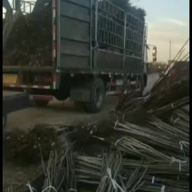 核桃苗，核桃树苗批发3-5公分核桃树