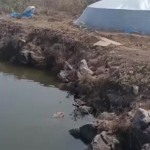 草鱼苗，长江草鱼苗，保质保量