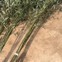 青竹苗金镶玉竹苗全部基地现挖现卖量大提供发票