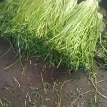 水芹菜种植业批发零售