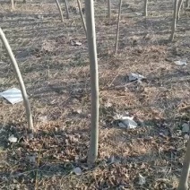 清地处理合欢树苗，1一4公刀