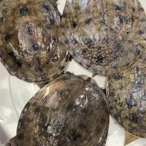 外塘冷水甲鱼团鱼脚鱼老鳖花公甲鱼包活品质高
