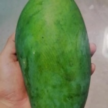 自家原生态大青芒果，欢迎来品尝