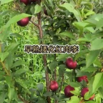 早熟红心李苗，二年见果