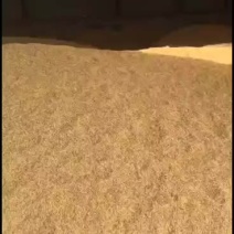 黄华粘稻谷，米质漂亮！