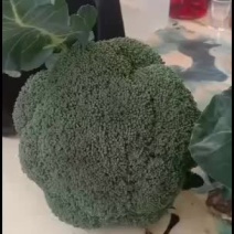 我们经营西兰花大量共应