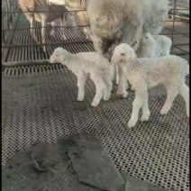 长年出凭母羊，公羊，羔羊