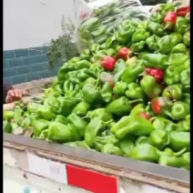 蔬菜基地木红青椒大量有货价格美丽欢迎新老客户前来选购