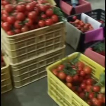 百色万亩西红柿大量上市
