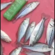 各种鱼苗批发供应欢迎来电洽谈订购！谢谢老板！️️️️️