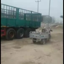 青储发酵好的滴水不加无土无沙