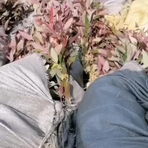 桉树苗，29品种，泥杯