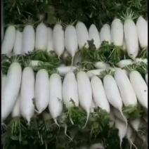 四川大量罗卜供应萝卜