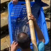 大量量出售10斤到70斤水库大青鱼