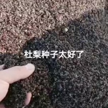 东升种苗现货供应各种沙藏梨树种子即将发芽