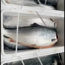 批发零售挪威三文鱼9