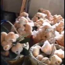 自家果园里的批杷又大又甜