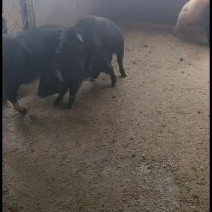 农村本地土黑猪专业繁育基地