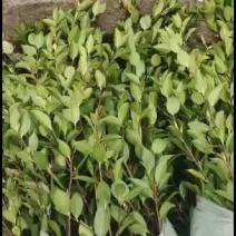 燕子良种嫁接油茶苗批发