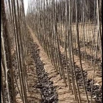 自家种植生茬地107杨树苗，质量如图，看好的联系