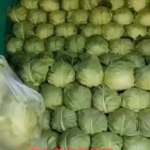 可视频临沂红花镇万亩有机蔬菜甘蓝基地，大量上市中诚信代办