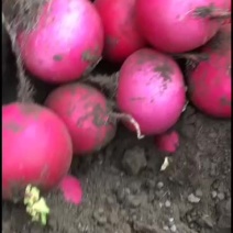 精品萝卜需要的联系价格美丽