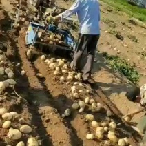 云南丽署六号六千亩新货上市，欢迎各位老板询价合作！