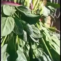河北衡水菠菜正在大量上市中