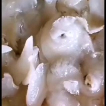 各规格水发金勾翅鱼翅翅针牙拣翅肉翅花胶小龙胶