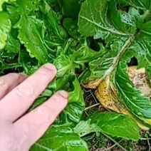 新鲜榨菜，腌制榨菜，新鲜的榨菜心