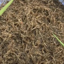 育苗基地直发淡化虾苗纯淡水南美白对虾苗